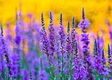 《魅魔》跳票至9月8日发售 为了优化改进游戏