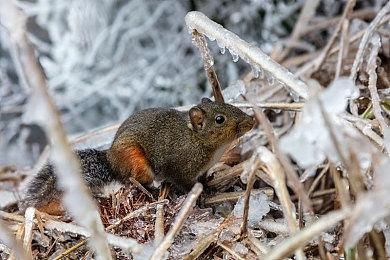 《荒野大镖客2》高清材质MOD发布 植被效果全面提升